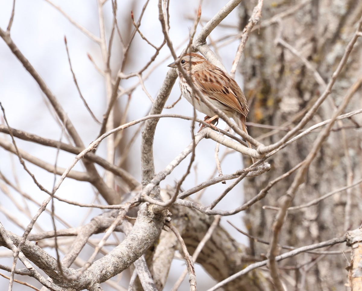 Song Sparrow - Marie Provost