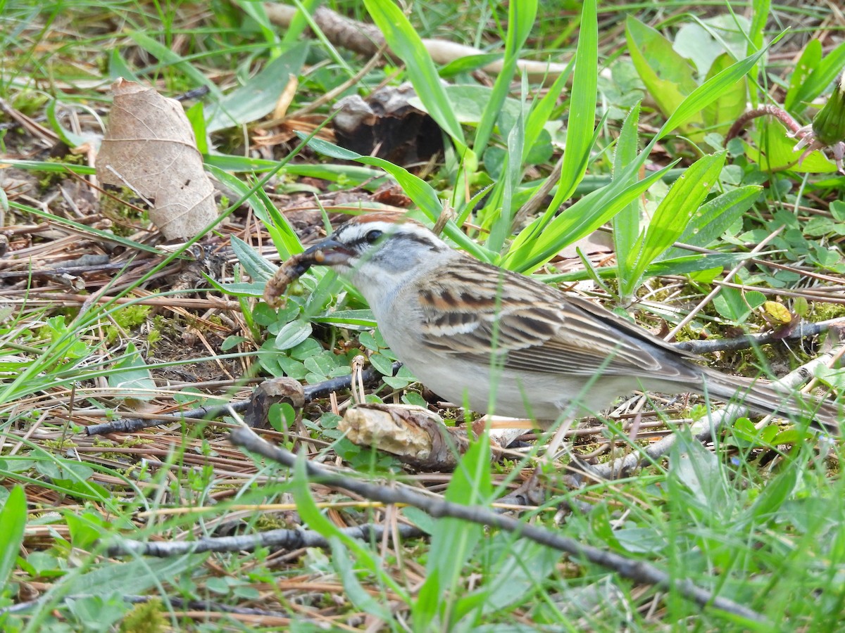 Chipping Sparrow - Luke Donahue