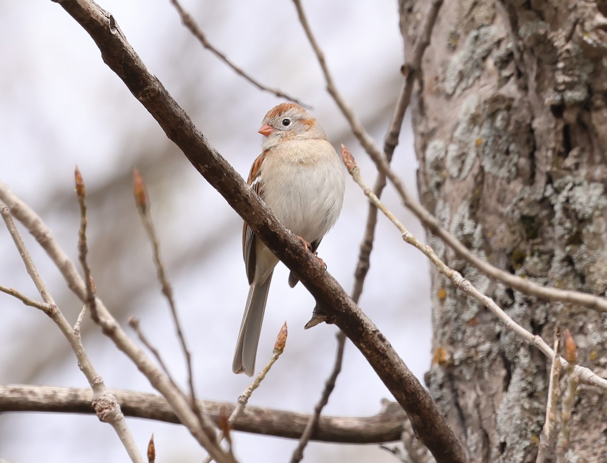 Field Sparrow - ML618167224