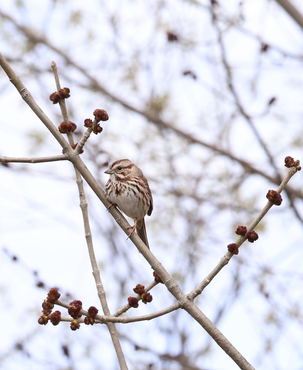 Song Sparrow - Marie Provost