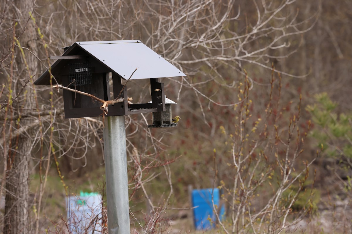 American Goldfinch - ML618167237