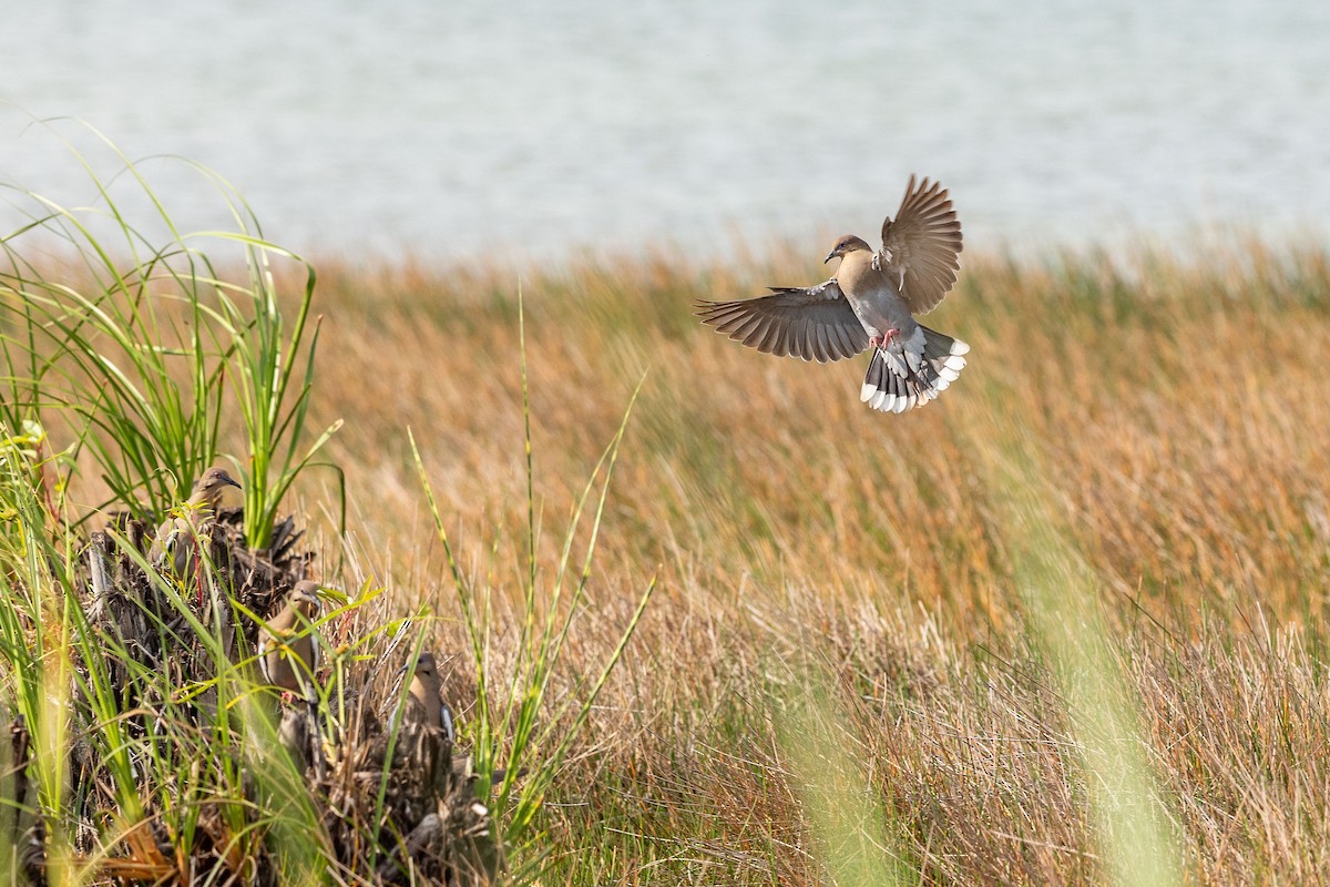 White-winged Dove - ML618167242