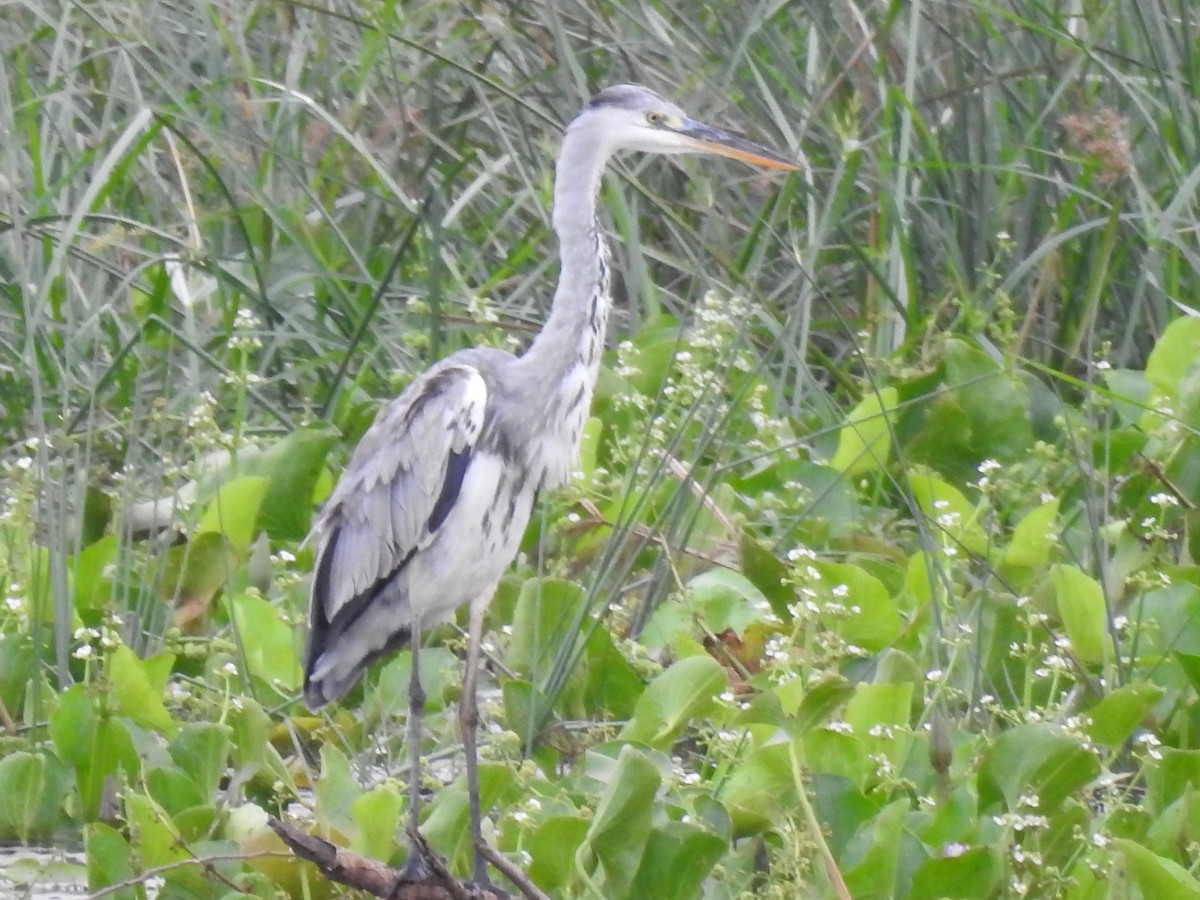 Gray Heron - ML618167243