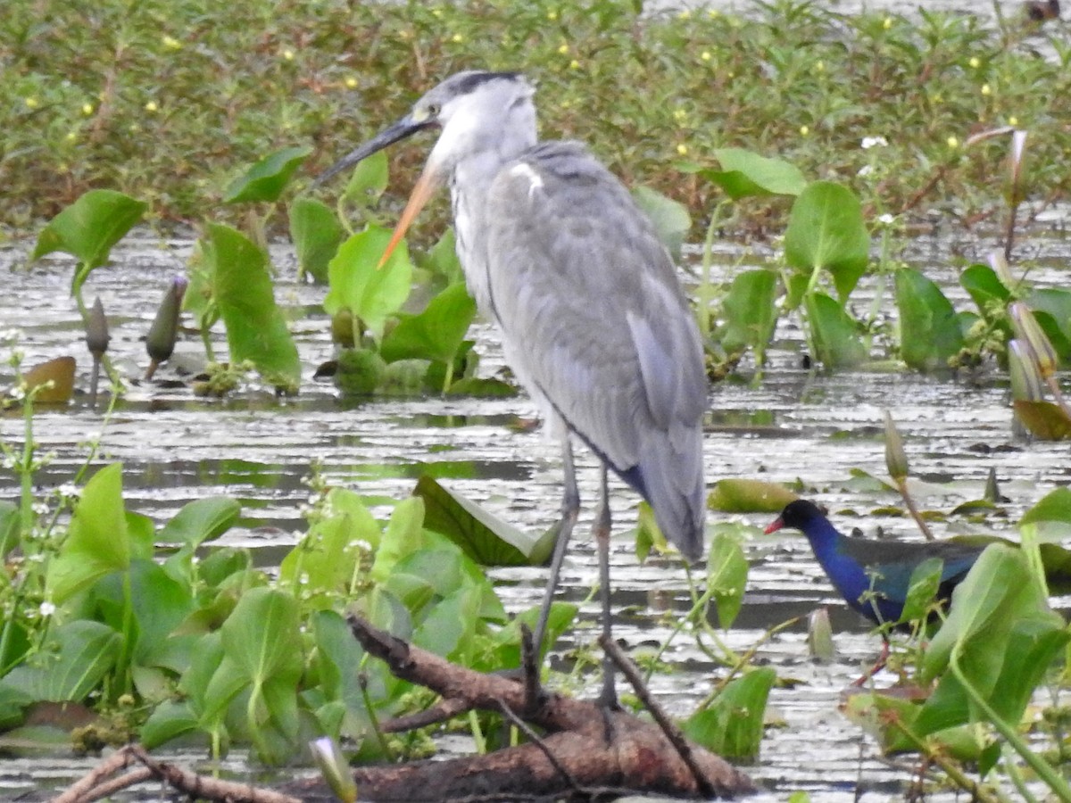 Gray Heron - ML618167258