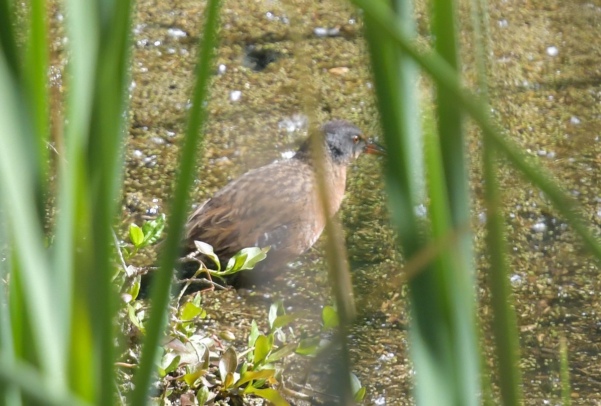 Virginia Rail - ML618167268