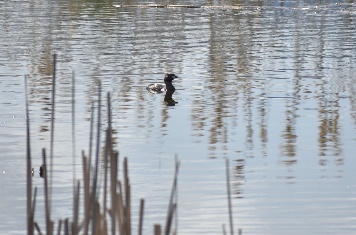 Pied-billed Grebe - Klaus Bielefeldt