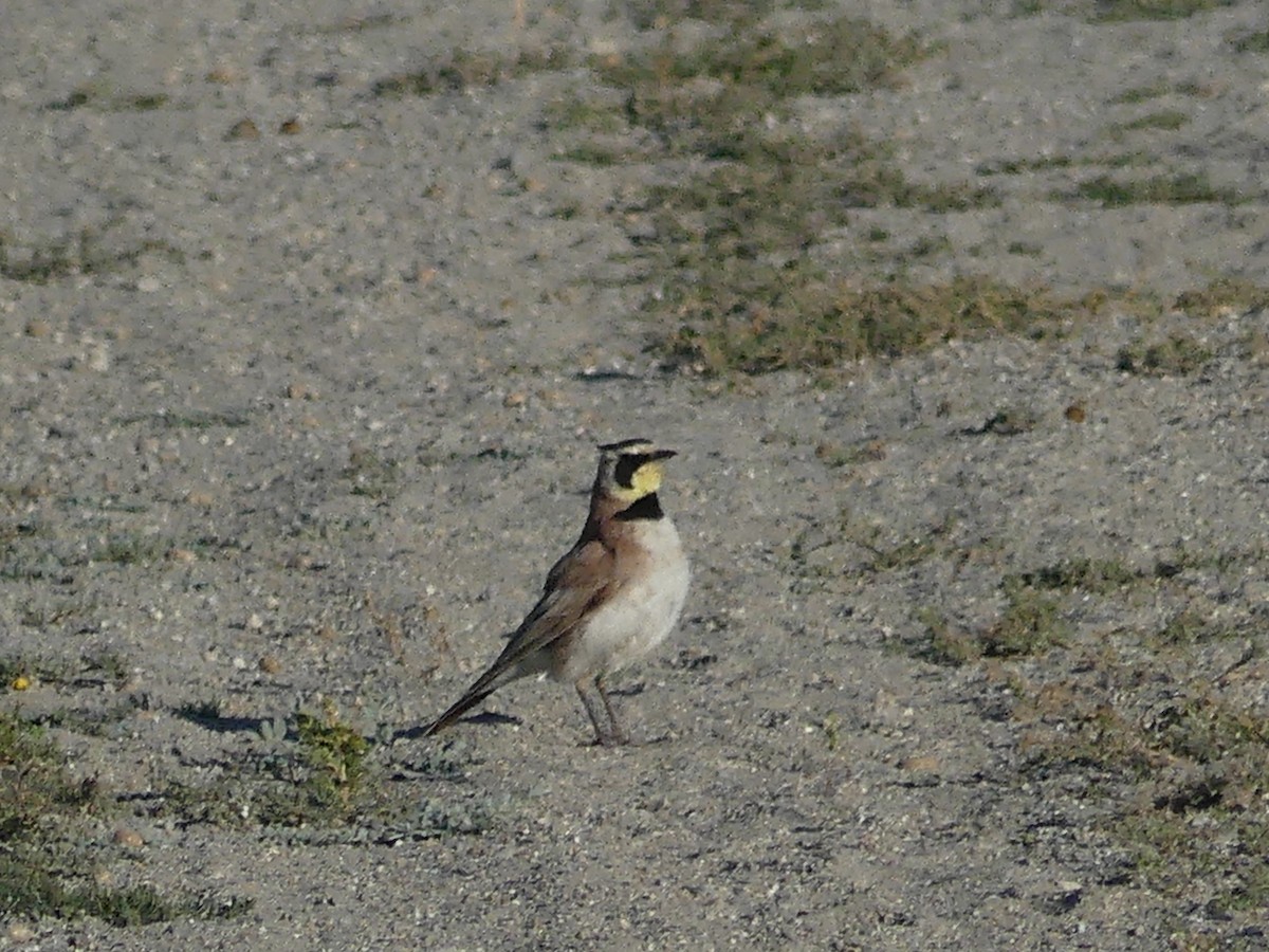 Horned Lark - David Telles