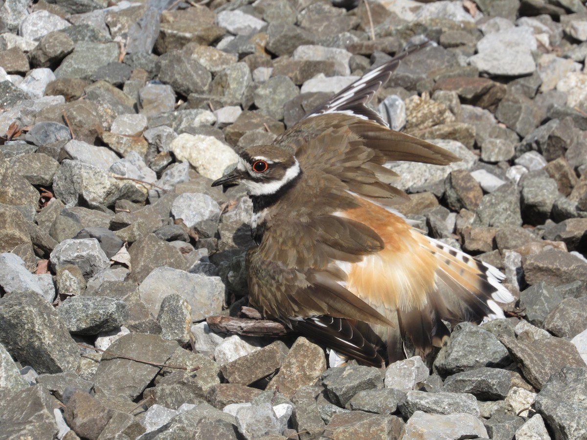 Killdeer - ML618167312