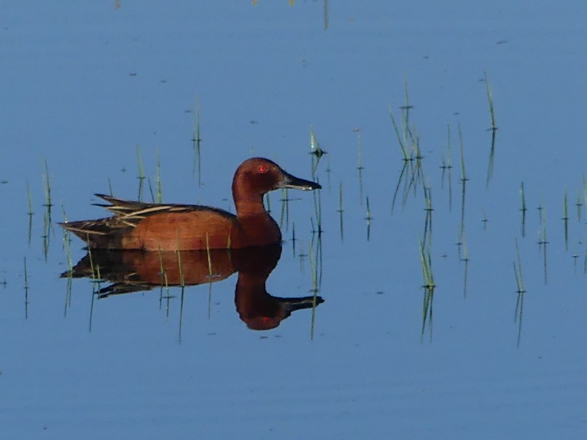 Cinnamon Teal - David Telles