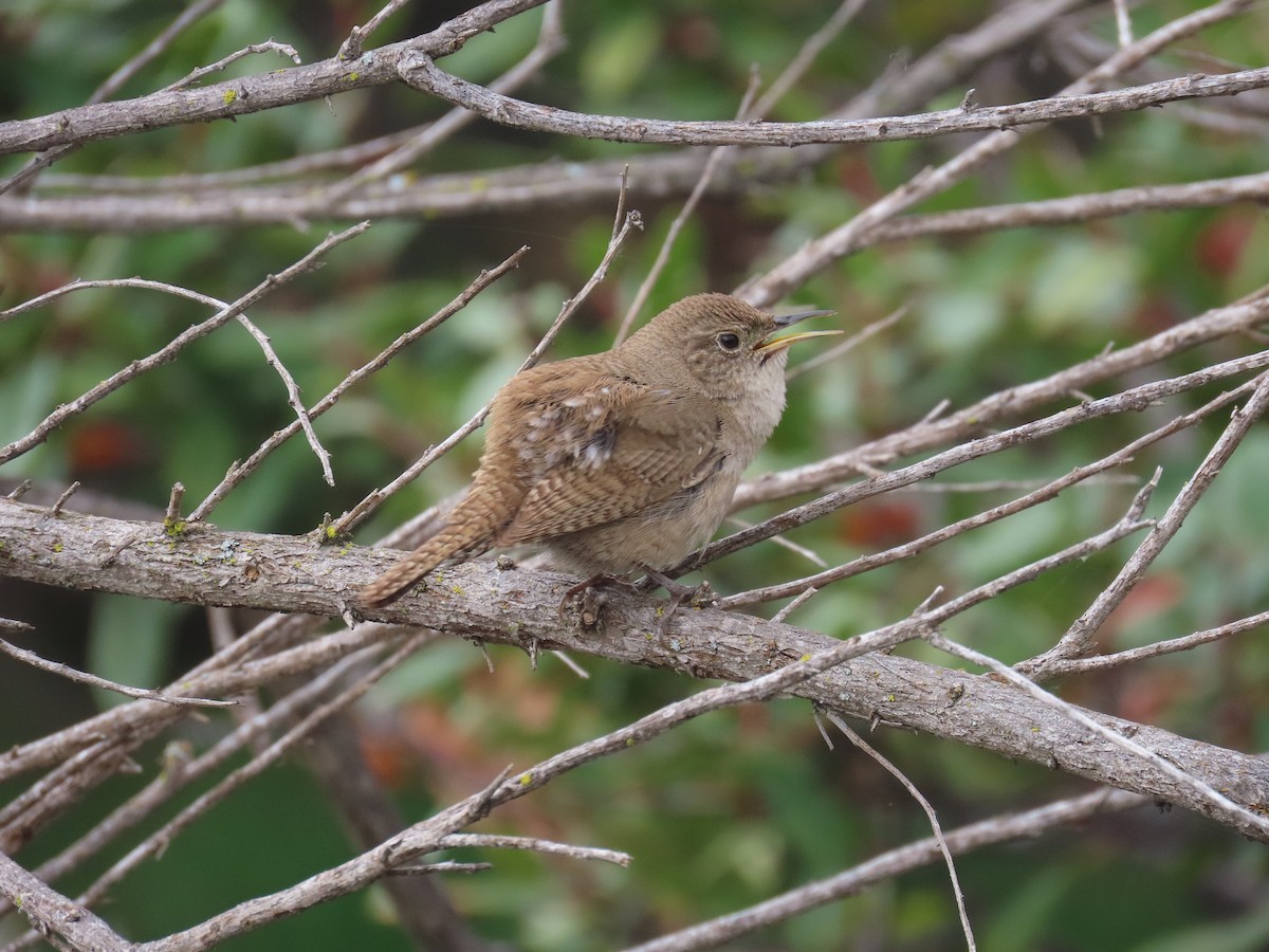 House Wren - Kevin Burns