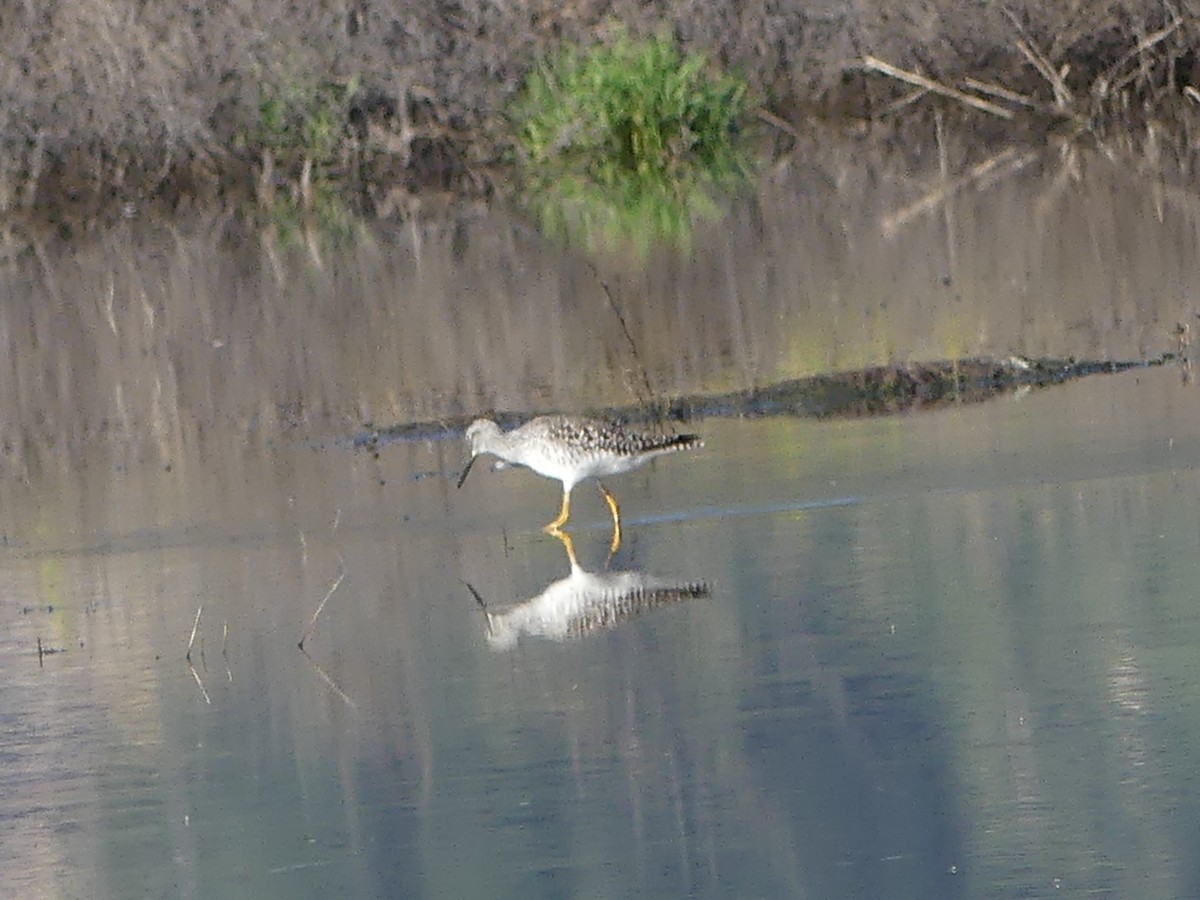 Greater Yellowlegs - David Telles