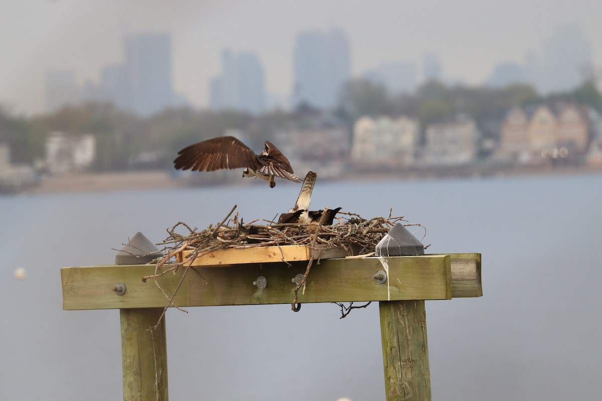 Osprey - Hailey Clancy