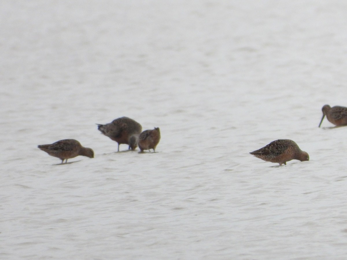 Hudsonian Godwit - Fred Collins