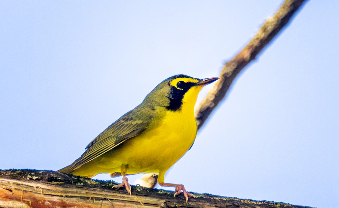 Kentucky Warbler - ML618167442