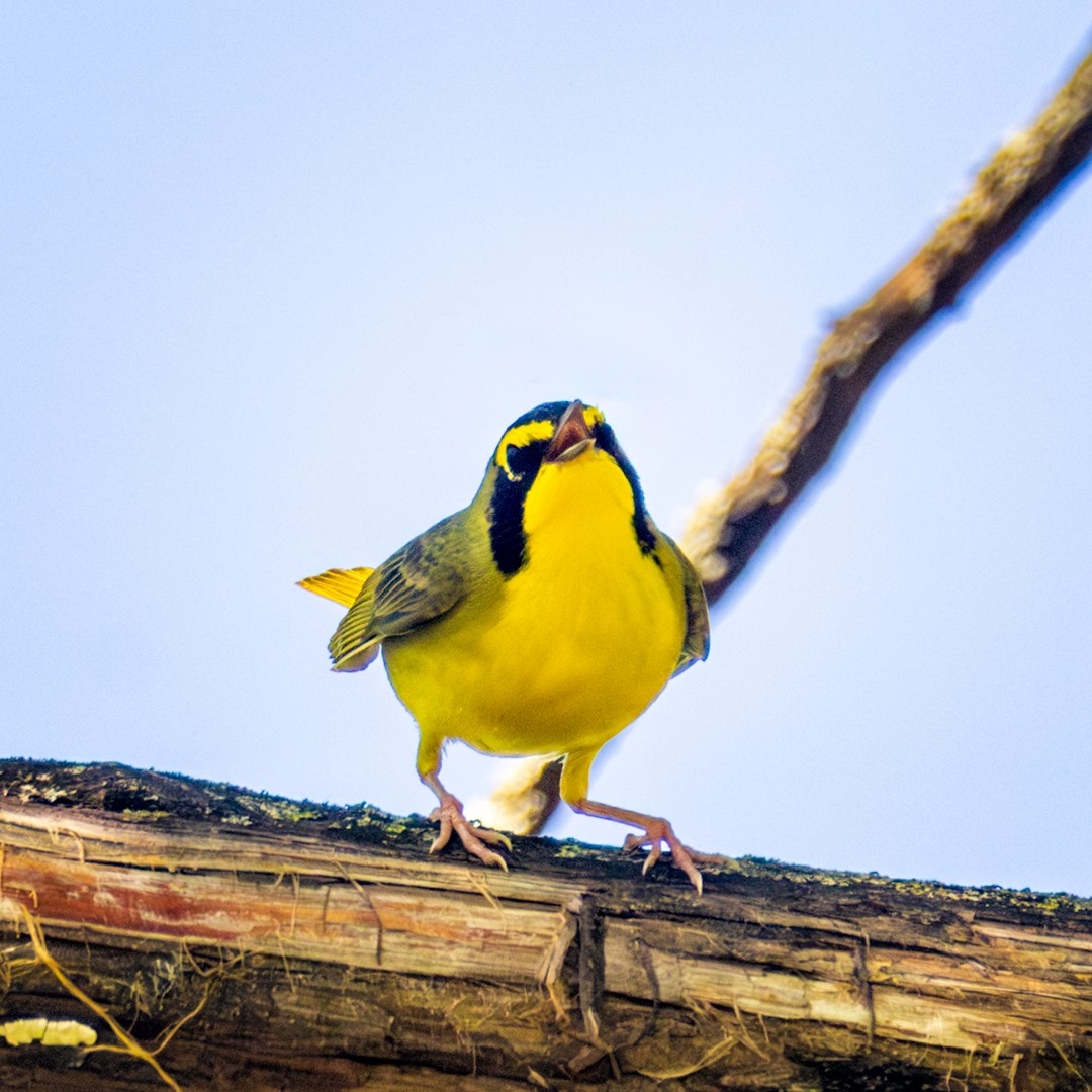 Kentucky Warbler - Eric Dyck