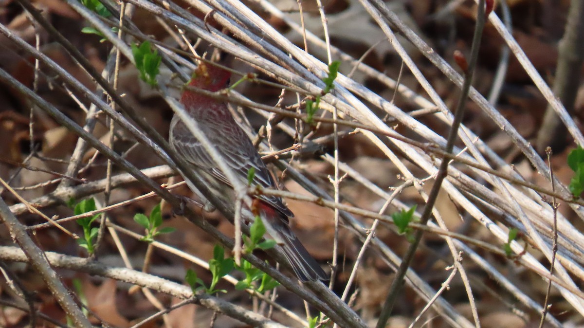 House Finch - Richard Spedding