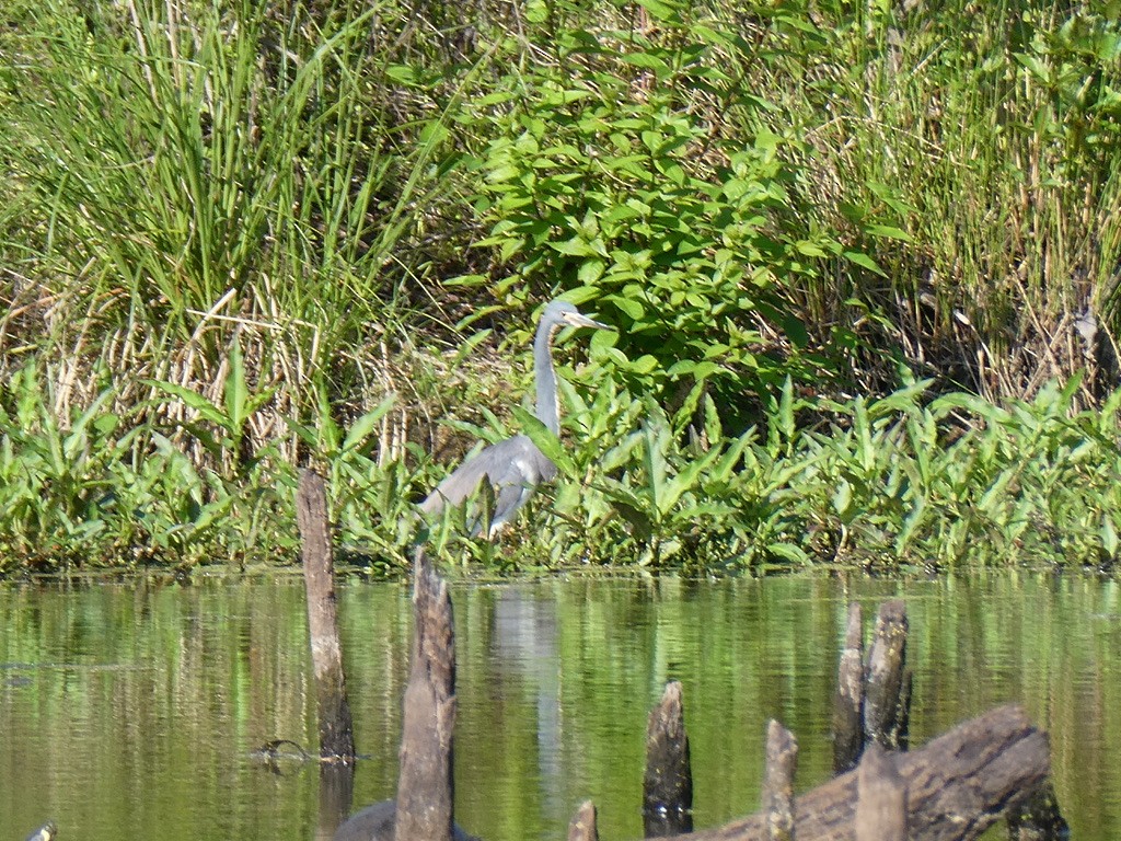 Tricolored Heron - Deborah Woody