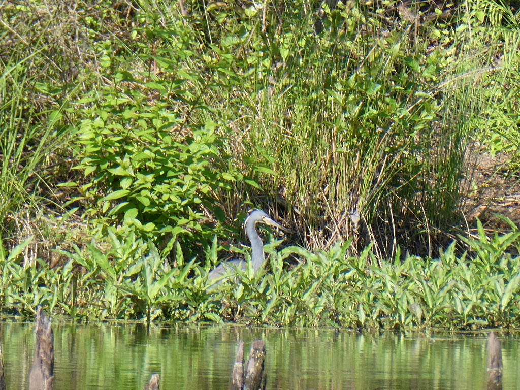 Tricolored Heron - Deborah Woody