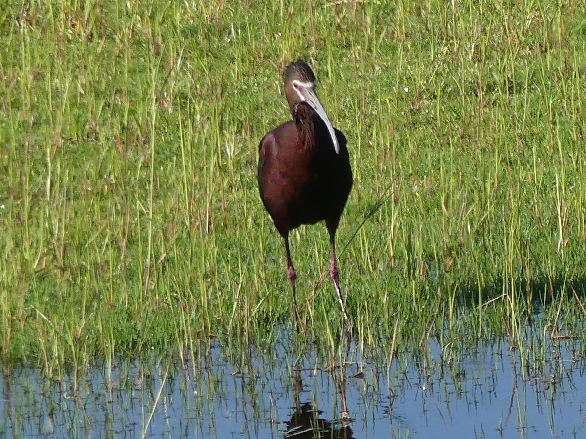 White-faced Ibis - David Telles