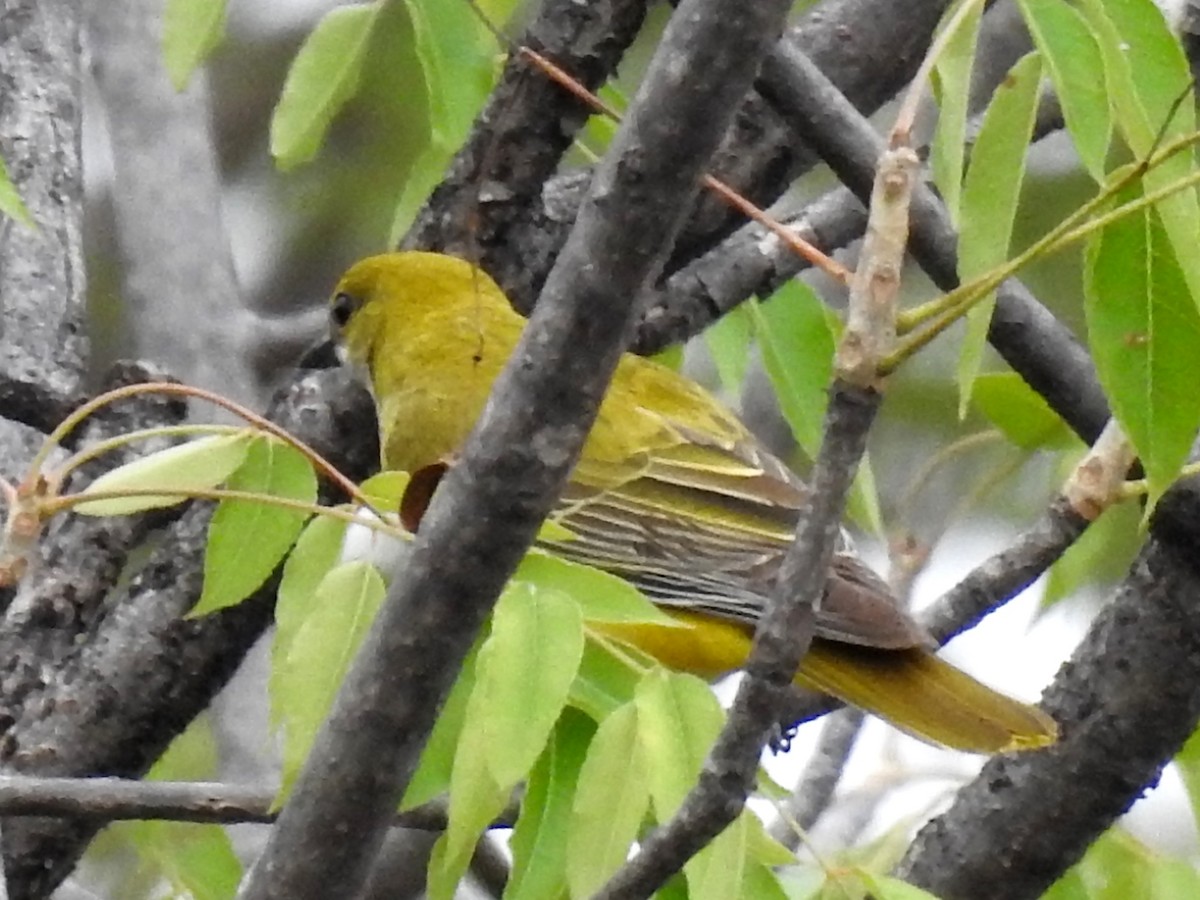 African Golden Oriole - ML618167533