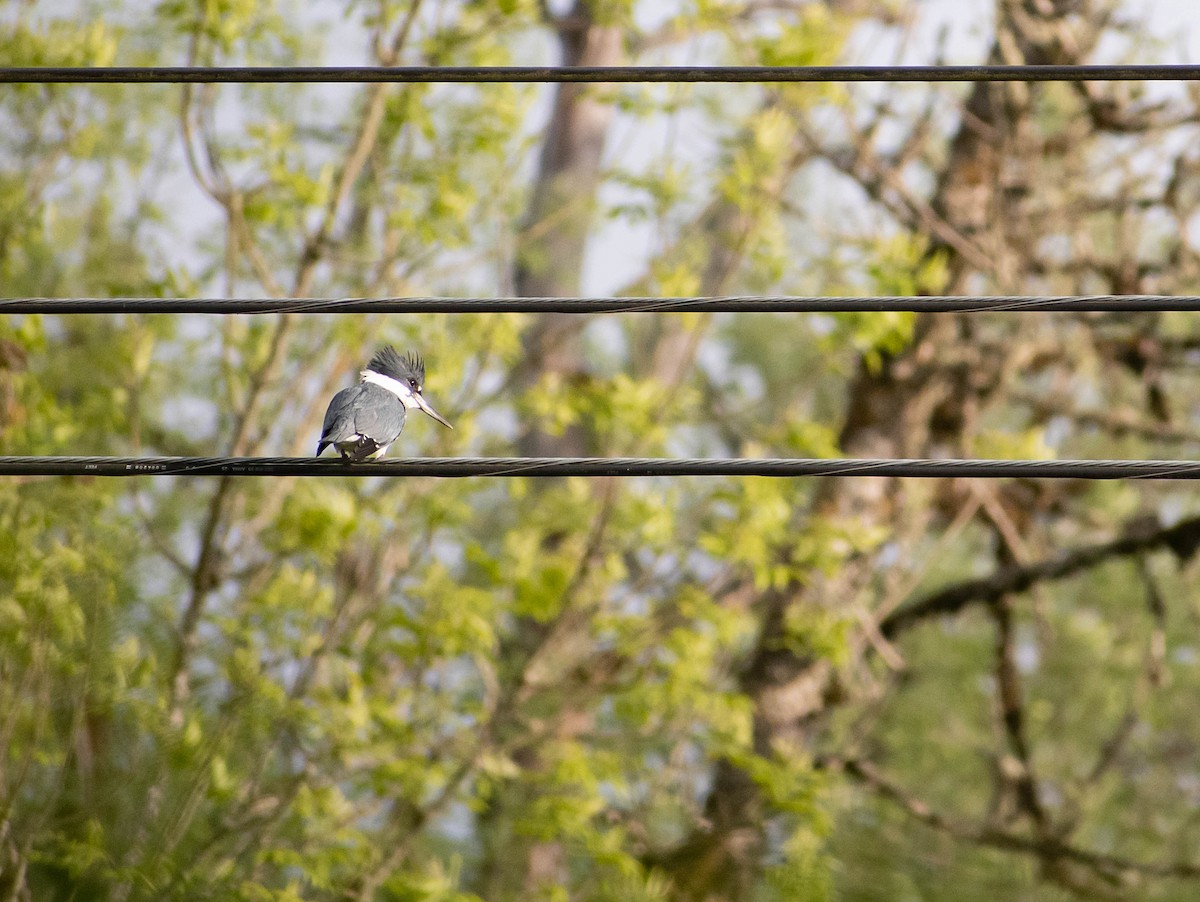 Belted Kingfisher - Valita Volkman