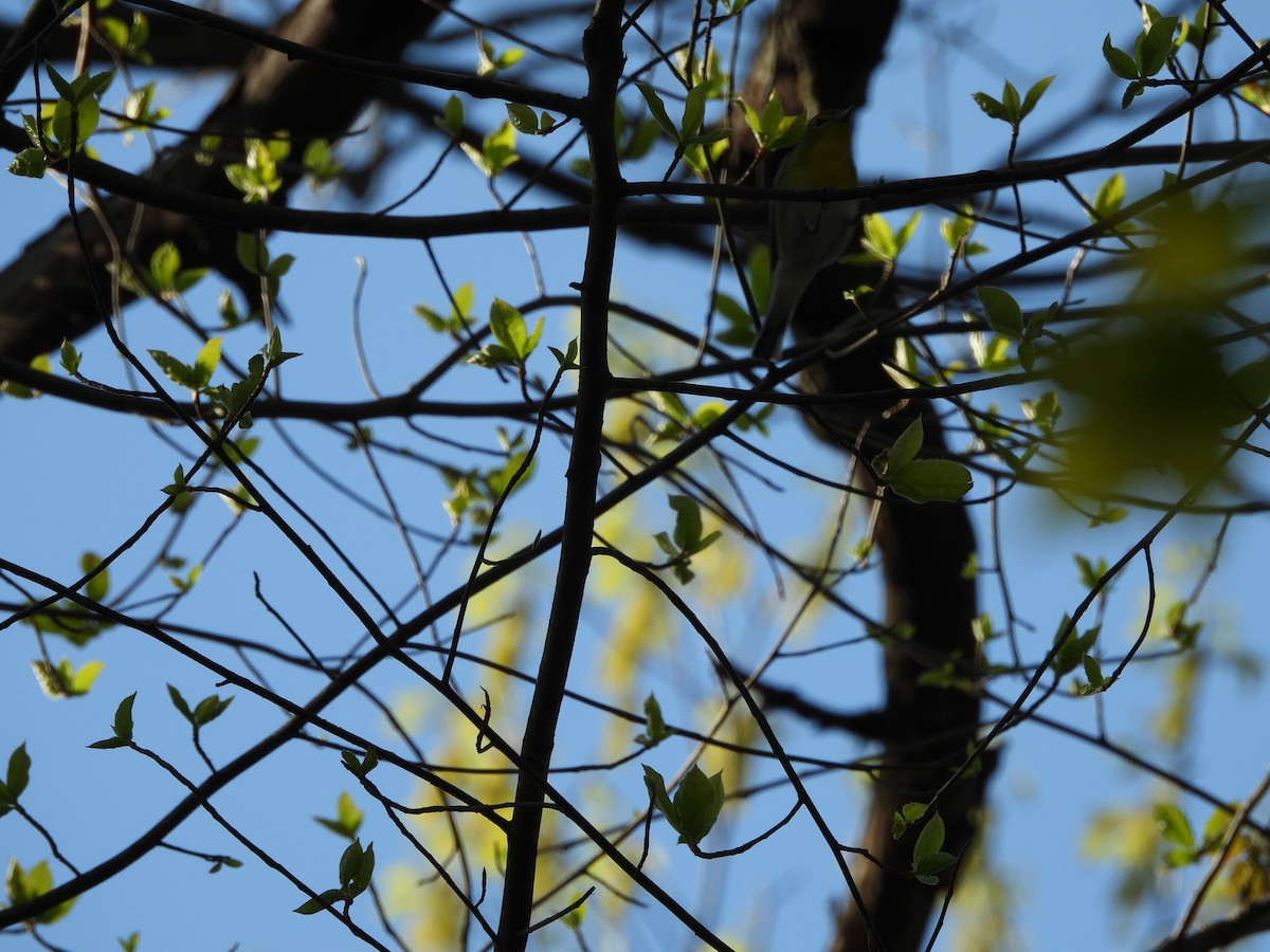 Yellow-throated Vireo - ML618167558