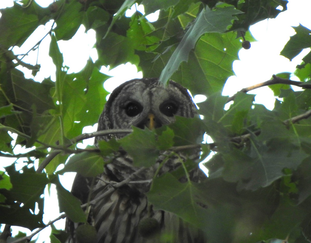 Barred Owl - ML618167572