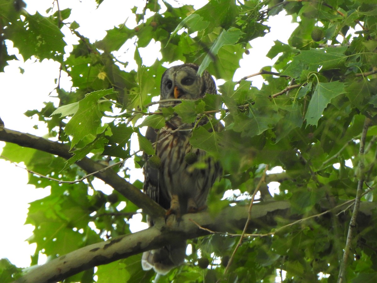 Barred Owl - ML618167573