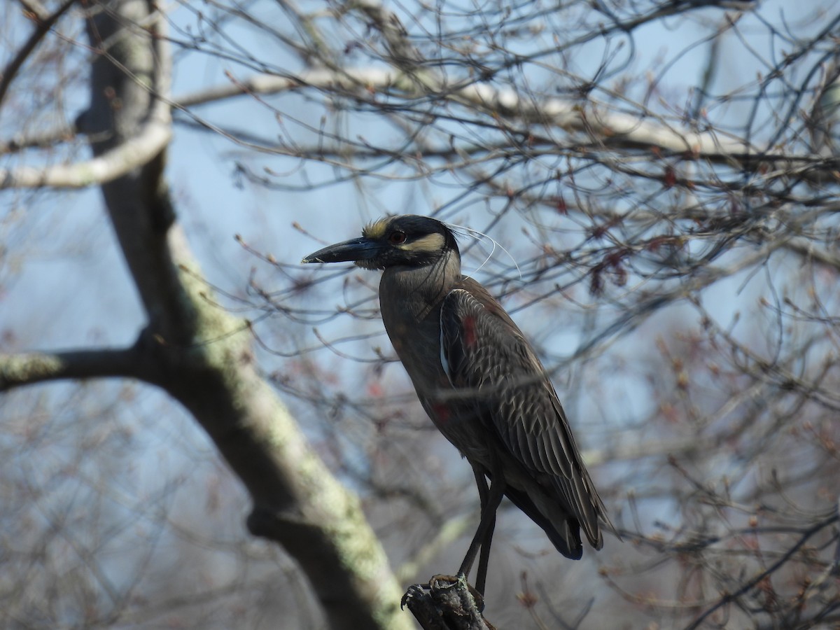 Yellow-crowned Night Heron - ML618167646