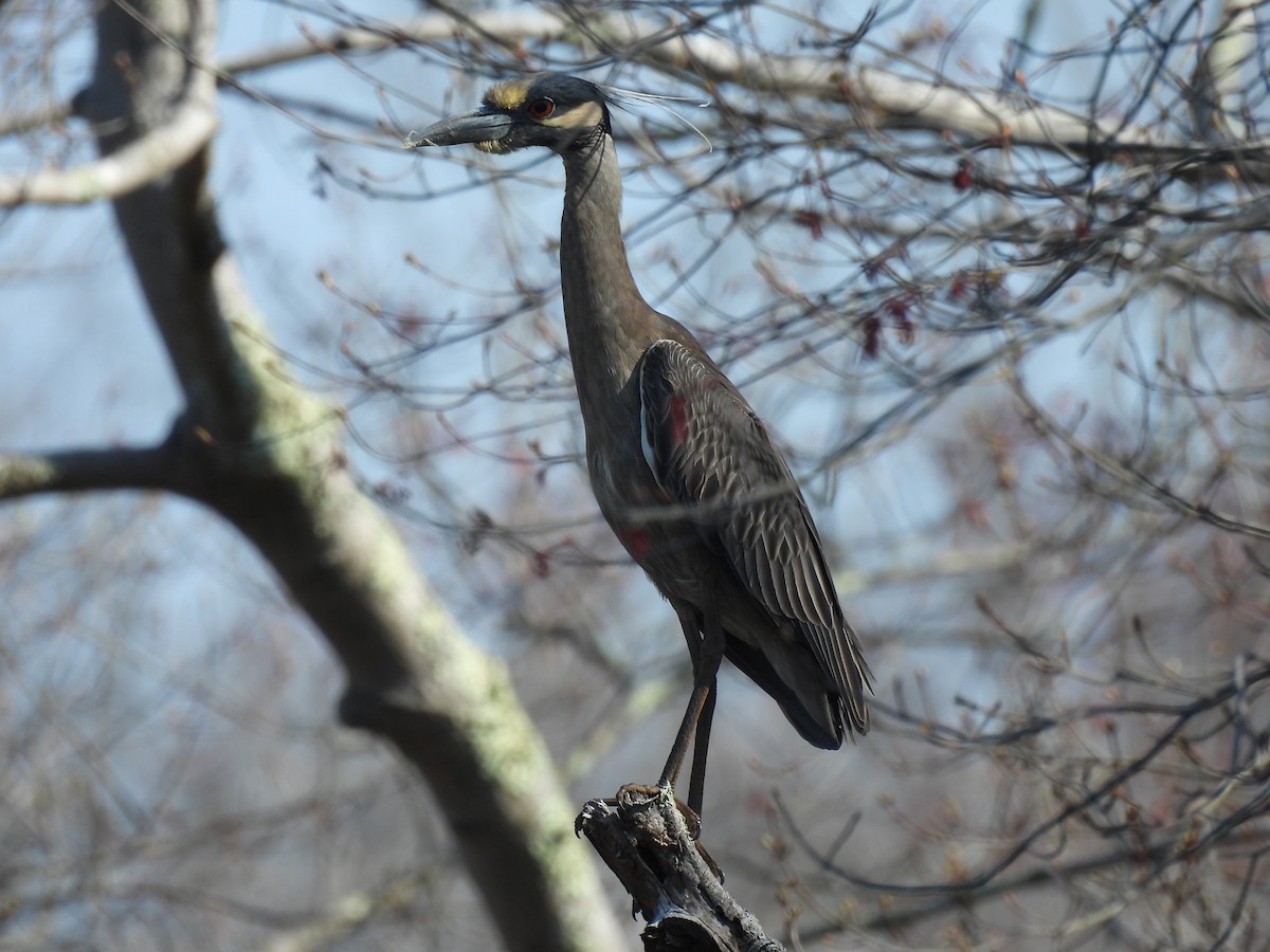 Yellow-crowned Night Heron - ML618167648