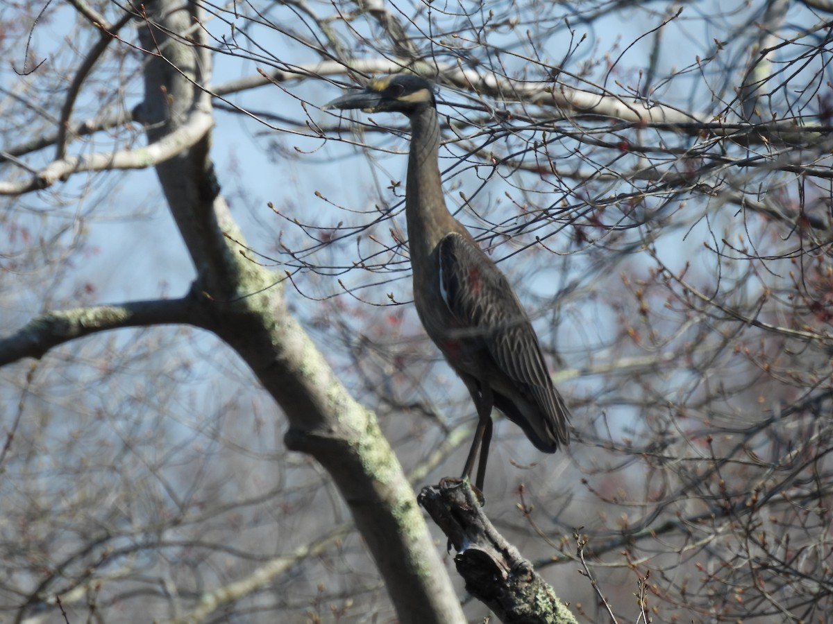 Yellow-crowned Night Heron - ML618167649