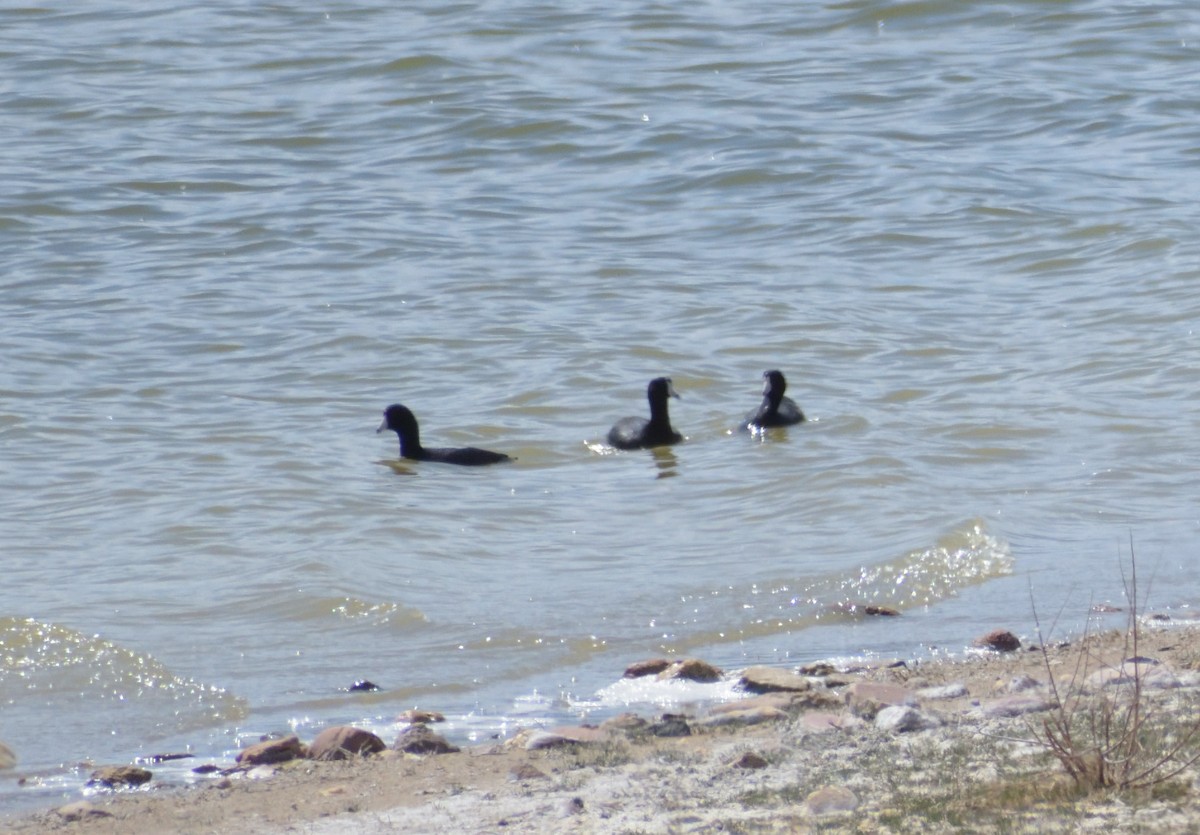 American Coot (Red-shielded) - Robert Tonge