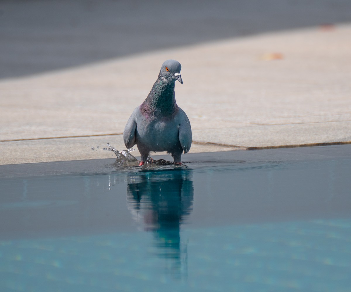 Rock Pigeon (Feral Pigeon) - Lynne Hertzog