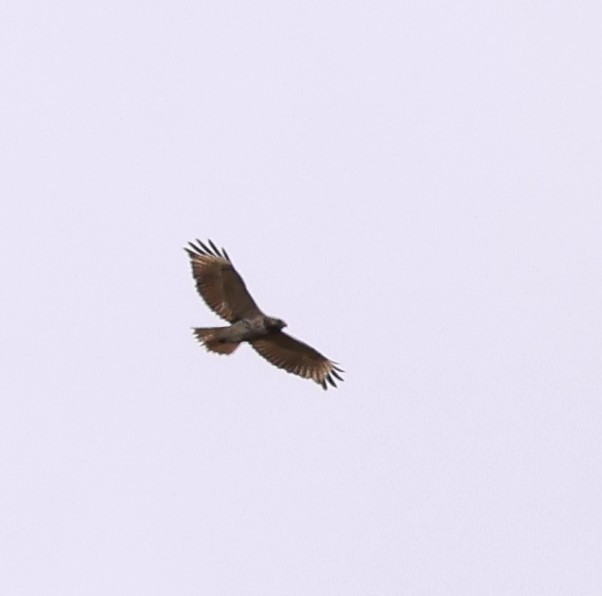 Red-shouldered Hawk - Marie Provost