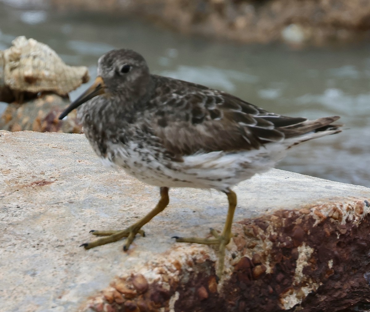 Purple Sandpiper - ML618167725