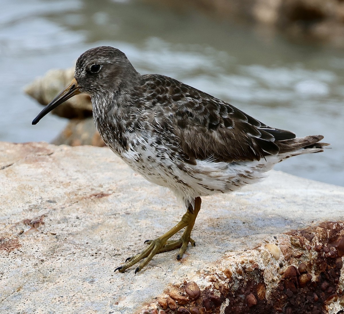 Purple Sandpiper - ML618167726