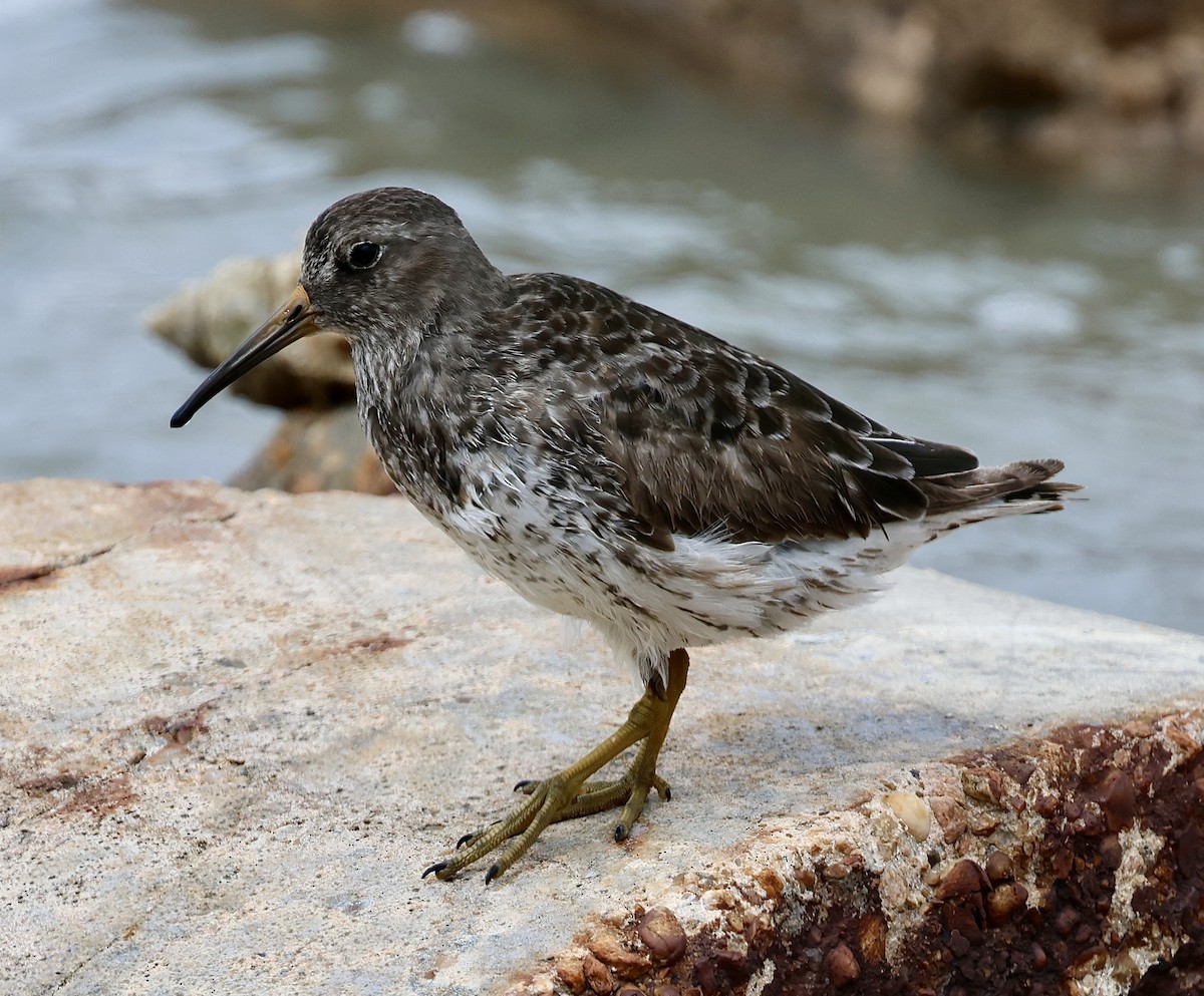 Purple Sandpiper - ML618167727