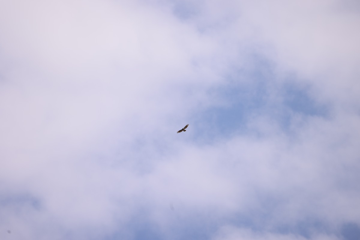 Red-shouldered Hawk - Marie Provost