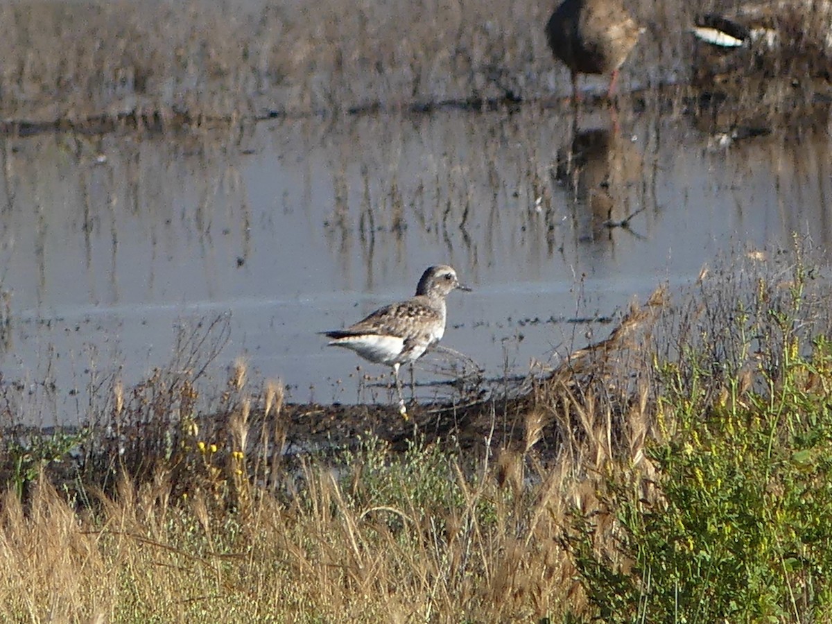 Black-bellied Plover - David Telles