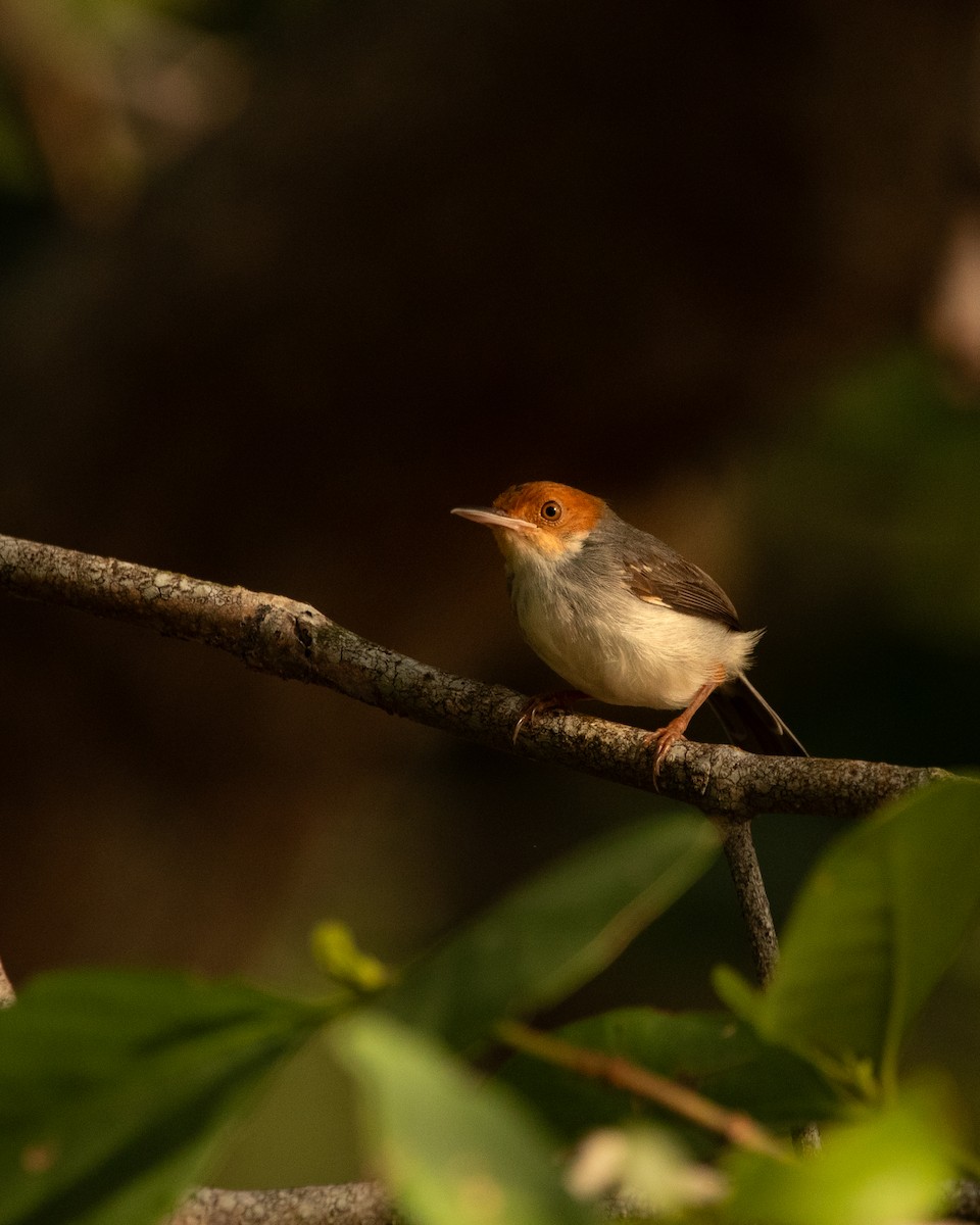 Ashy Tailorbird - Tobin Sparling