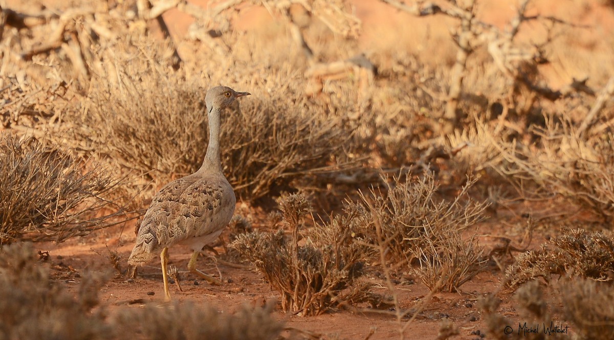 Little Brown Bustard - Michel Watelet