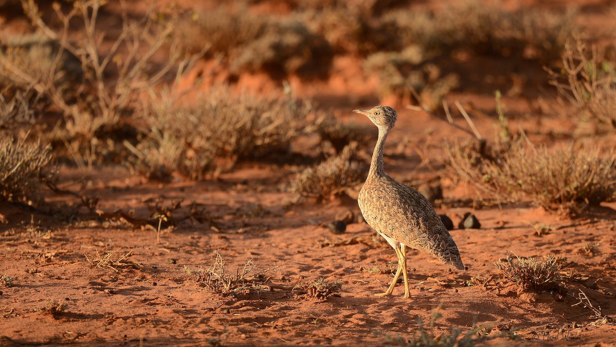 Little Brown Bustard - Michel Watelet