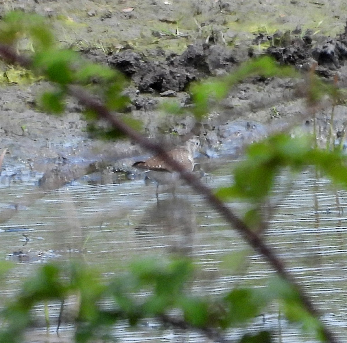 Solitary Sandpiper - Sarah Hobart