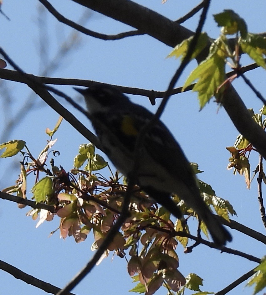 Yellow-rumped Warbler - ML618167777