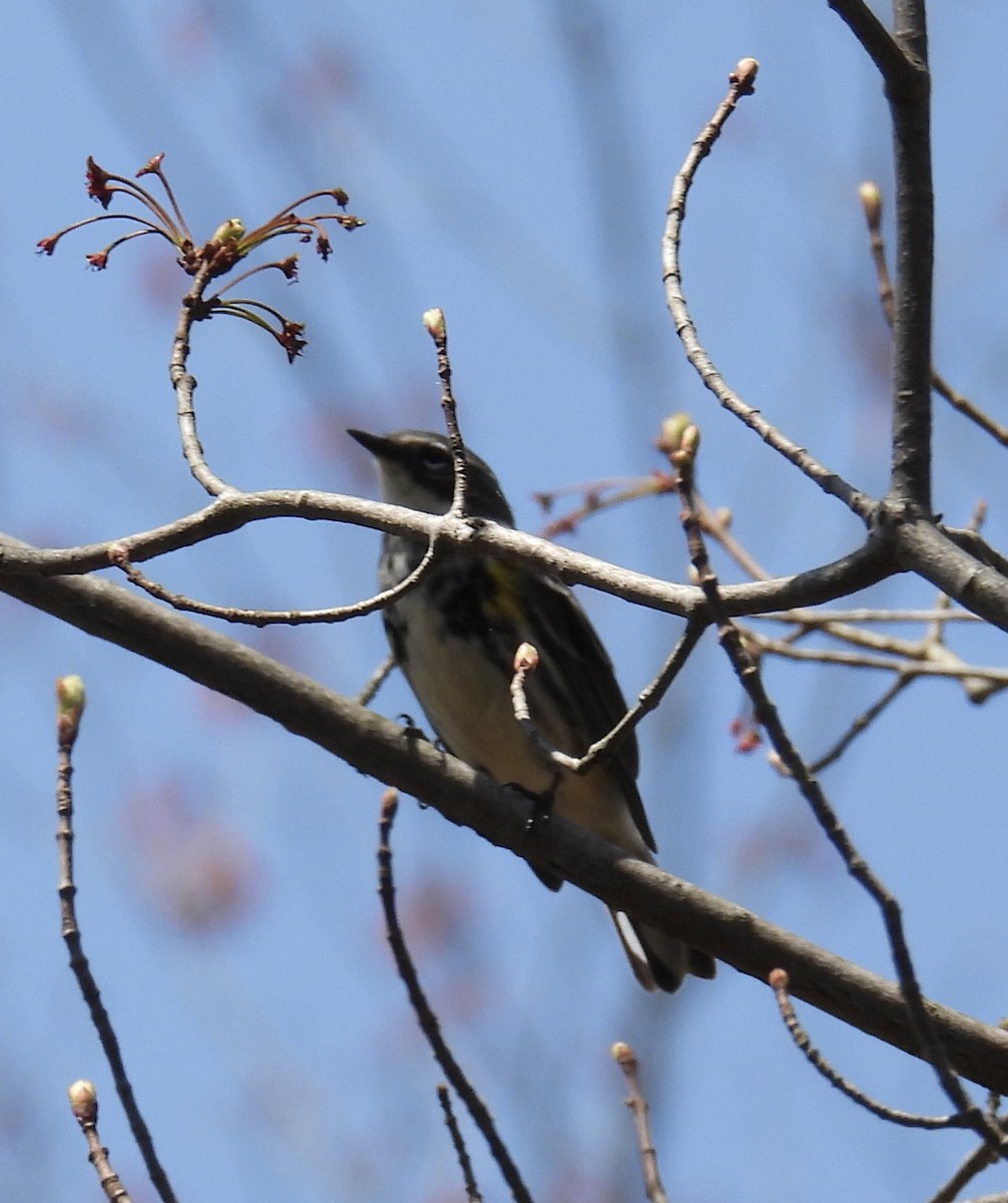 Yellow-rumped Warbler - ML618167778