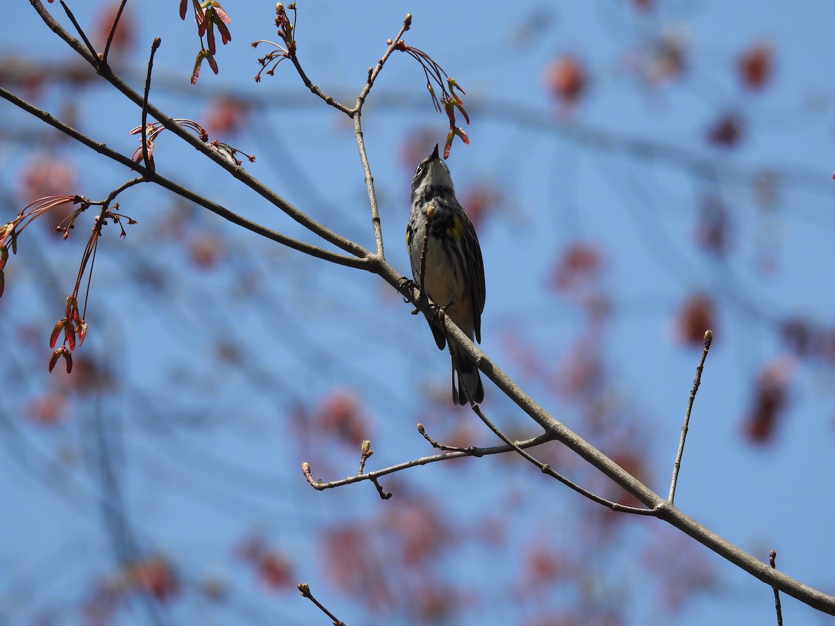 Yellow-rumped Warbler - ML618167788