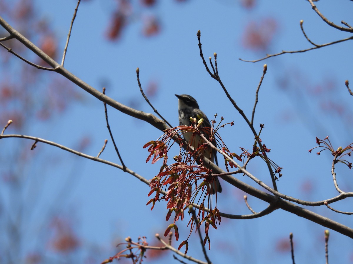 Yellow-rumped Warbler - ML618167790