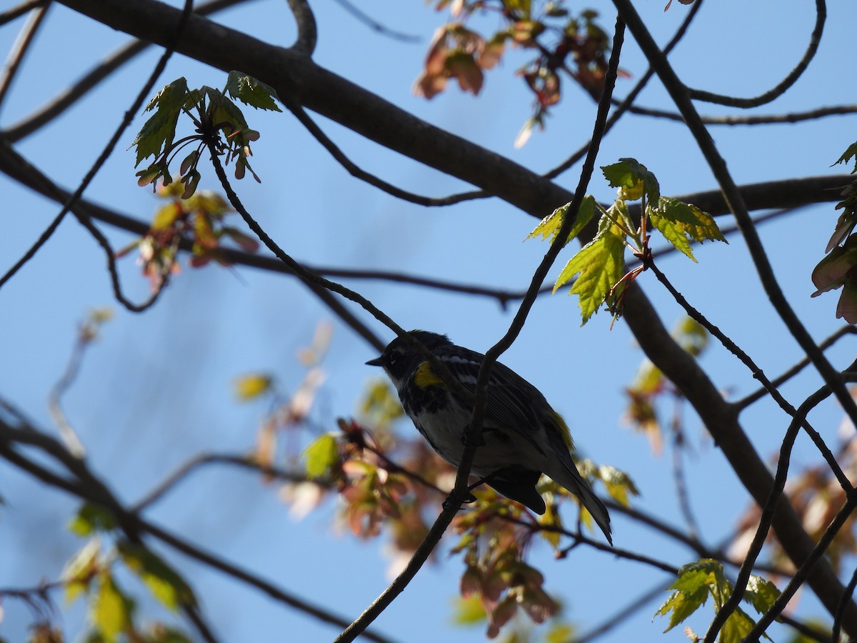 Yellow-rumped Warbler - ML618167791