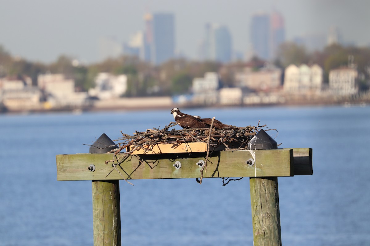 Osprey - Hailey Clancy