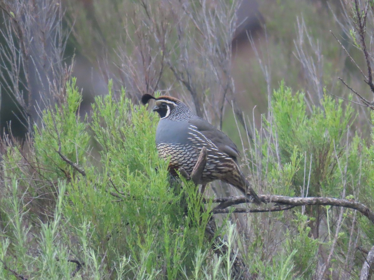 California Quail - Kevin Burns